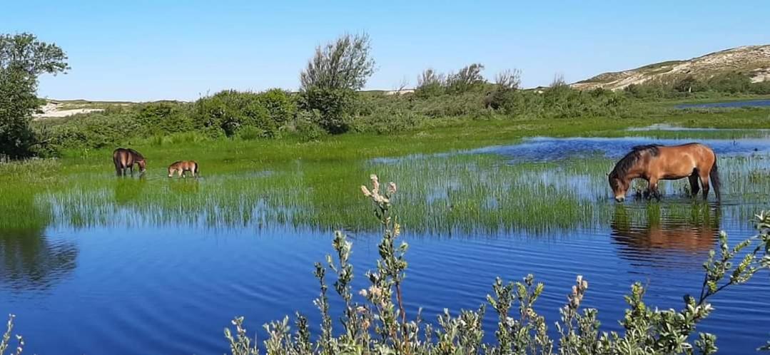 Tiny Villa De Haas Met Infraroodsauna Egmond aan Zee Kültér fotó